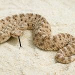 Representative picture of a rattlesnake. Image Source: Mark Kostick/Canva