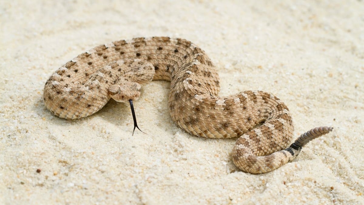 Representative picture of a rattlesnake. Image Source: Mark Kostick/Canva
