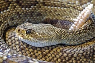 Representative picture of a rattlesnake. Image Source: zorotoo’s Images/Canva