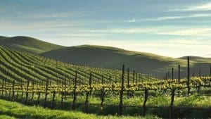 Well-Known Sonoma Winery Just Took Its Annual Lineup Beyond Wine Tastings