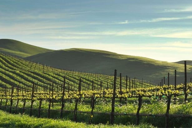 Rodney Strong Vineyards in Healdsburg, Sonoma County. Image Source: Rodney Strong Vineyards/Facebook