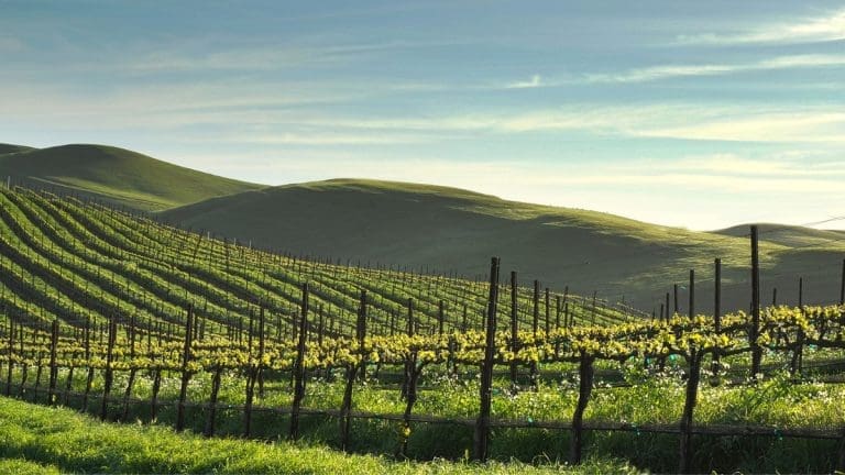 Rodney Strong Vineyards in Healdsburg, Sonoma County. Image Source: Rodney Strong Vineyards/Facebook