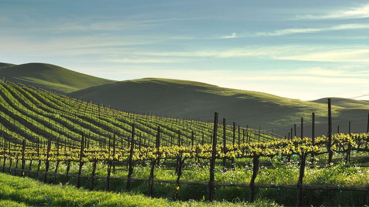 Rodney Strong Vineyards in Healdsburg, Sonoma County. Image Source: Rodney Strong Vineyards/Facebook