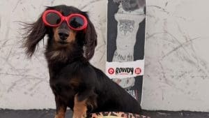 Viral Rowdy the Skateboarding Dachshund Comes To Ventura Harbor Village’s ‘Dog-chella’
