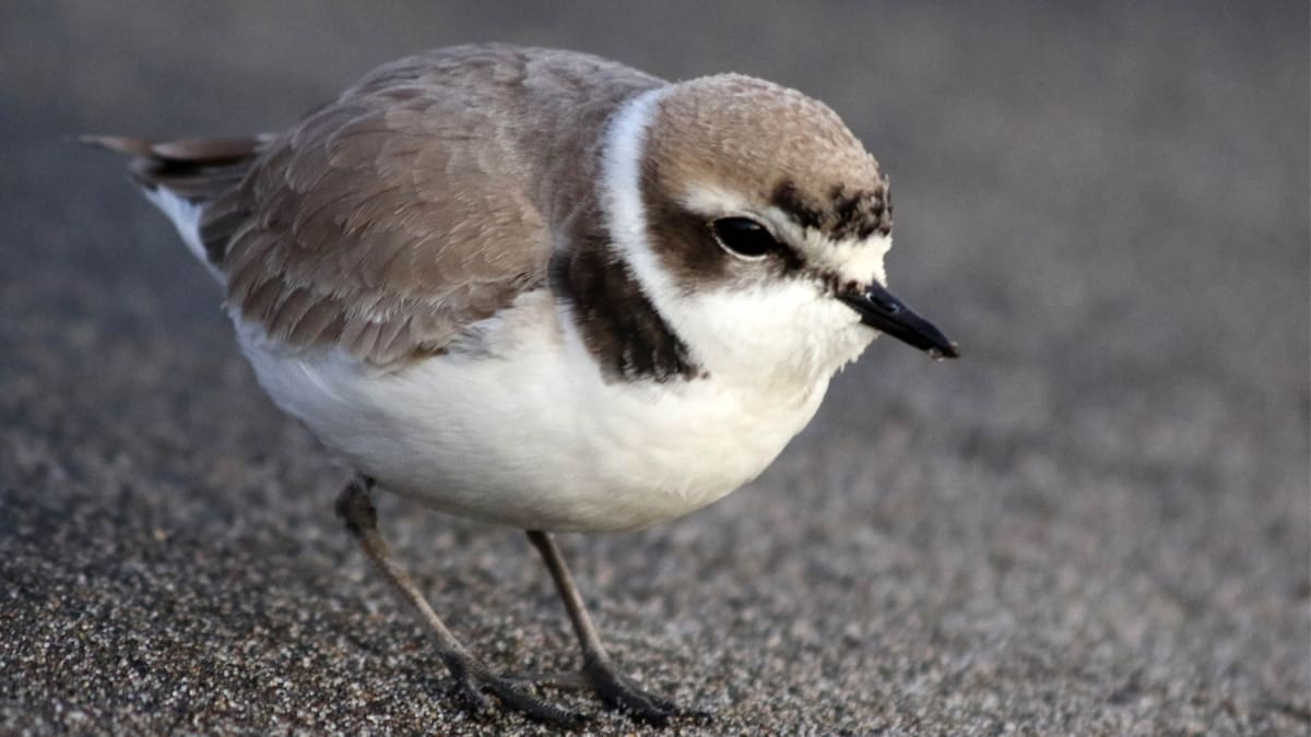 Representative picture of a western snowy plover. Image Source: Antonella Wilby/Canva