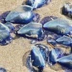 Velella velella on a sandy beach. Image Source: cascoly/Canva