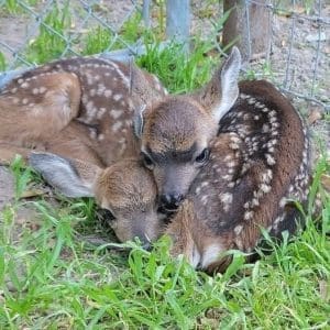 CDFW Urges Public to Leave Baby Deer Alone