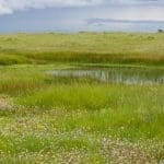 Vernal pools at the Illa M. Collin Conservation Preserve in Sacramento County on April 10, 2026. Image Source: California Department of Water Resources/X