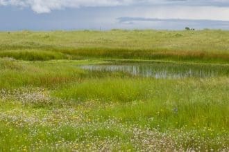 Vernal pools at the Illa M. Collin Conservation Preserve in Sacramento County on April 10, 2026. Image Source: California Department of Water Resources/X