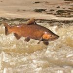 Representative picture of Chinook Salmon. Image Source: gregvandeleest/Canva