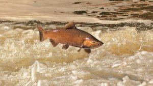 Wildlife Officials Begin Tagging Spring-Run Chinook Salmon Ahead of Spawning Season