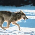 Representative picture of a gray wolf. Image Source: Jupiterimages/Canva