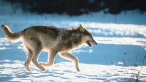 After 100 Years, A Rare Gray Wolf Is Spotted in California’s Sequoia National Park