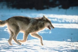 Representative picture of a gray wolf. Image Source: Jupiterimages/Canva
