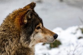 Representative picture of a gray wolf. Image Source: Photoservice/Canva