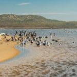 Representative picture of beach at the Guadalupe Dunes. Image Source: Nature, food, landscape, travel/Canva