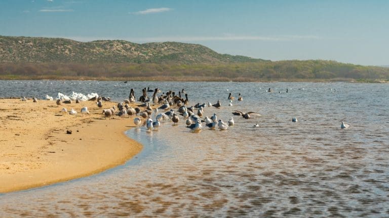 Representative picture of beach at the Guadalupe Dunes. Image Source: Nature, food, landscape, travel/Canva