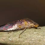 Representative picture of the glassy-winged sharpshooter. Image Source: Brett_Hondow/Canva