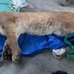 Wildlife officials safely tranquilized a mountain lion in Escondido and released it back into the wild. Image Source: CaliforniaDepartment of Fish and Wildlife/Facebook