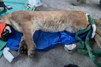 Wildlife officials safely tranquilized a mountain lion in Escondido and released it back into the wild. Image Source: CaliforniaDepartment of Fish and Wildlife/Facebook