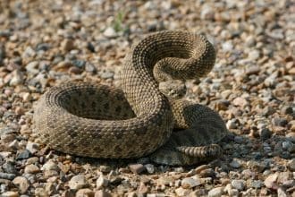 Representative picture of a rattlesnake. Image Source: pac9012/Canva