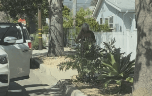 Artichoke Thief on Santa Barbara’s Westside