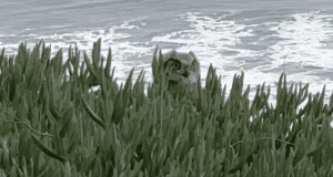 Owlet Spotted at Shoreline Park