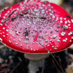 Mushroom Image