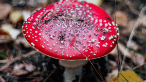 California Officials Warn Residents About Increase in Mushroom Poisonings