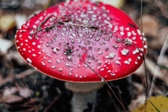 Mushroom Image