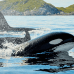 orcas
