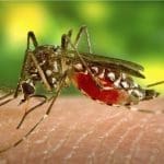 West Nile Virus Spotted in California, State’s First Cases of 2026