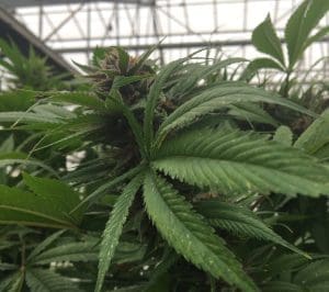 Cannabis Growers Bankroll Cory Bantilan in 5th District Santa Barbara County Supervisor’s Race