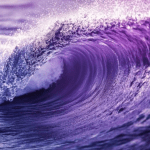 Rare Sea Creatures Turn California Coast Into Surreal Purple Waves