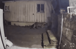 Multiple Mountain Lion Sightings Reported in Santa Barbara; Police Urge Precautions