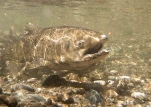 Chinook Fishing to Reopen on Klamath, Trinity and Sacramento Rivers After 3-Year Closure