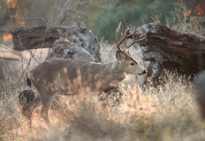 CDFW Taking Applications for Opening Weekend Deer and Pig Hunting Access Permits for Cottonwood Creek, San Luis Reservoir Wildlife Areas