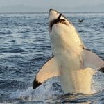 Representative picture of white shark. Image Source: USO/Canva