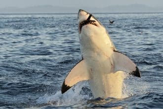 Representative picture of white shark. Image Source: USO/Canva