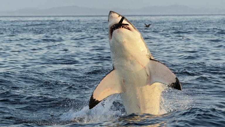 Representative picture of white shark. Image Source: USO/Canva