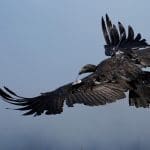 A free-flying California condor flew into Oregon for the first time in over 100 years. Image Source: Yurok Tribe/Facebook