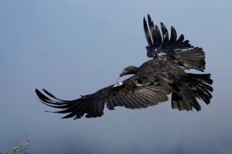 A free-flying California condor flew into Oregon for the first time in over 100 years. Image Source: Yurok Tribe/Facebook