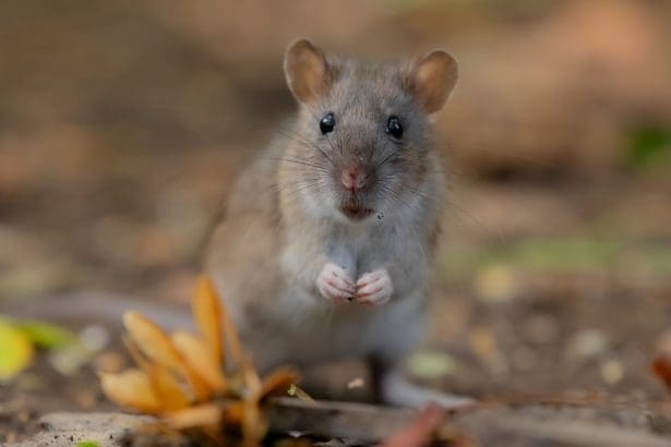 Representative picture. Image Source: JonPauling from Pixabay/Canva
