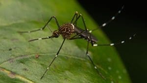 Santa Barbara Confirms New Case of Daytime-Biting Australian Backyard Mosquito