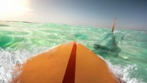 Surfer Narrowly Avoids Close Encounter With Shark in Viral Drone Video Off California Coast